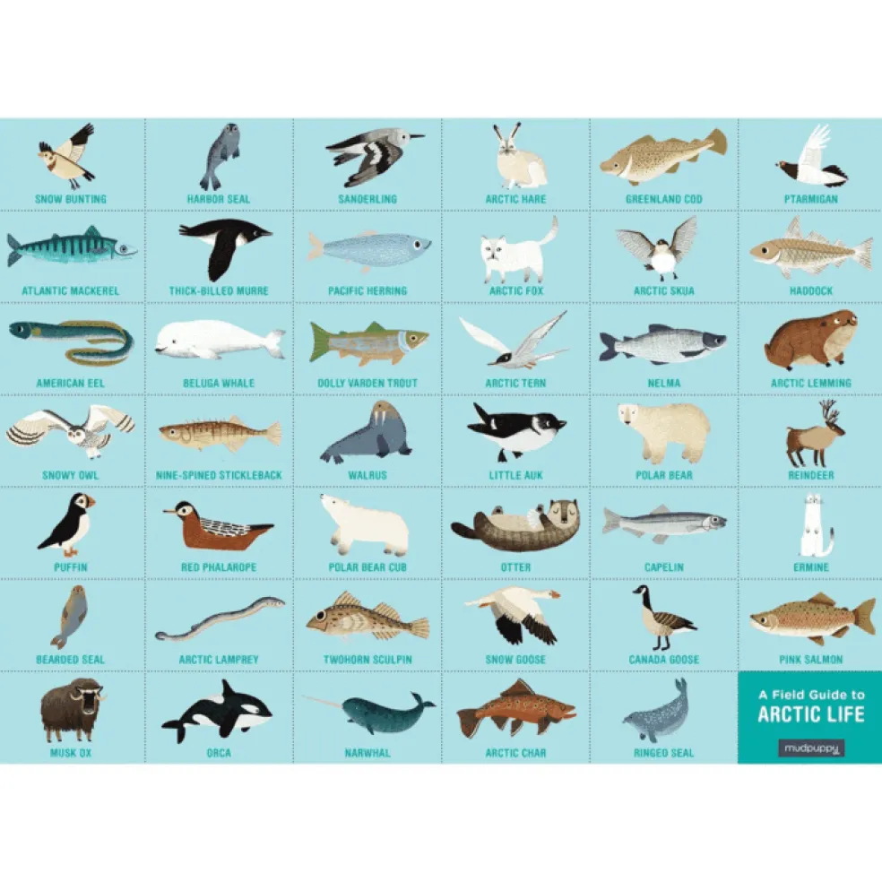 Mudpuppy Puzzle Suchen & Finden Arctic Life 64 Teile
